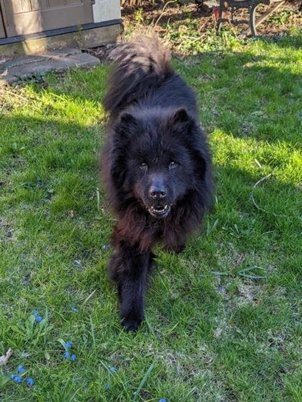 A mixed breed dog walking towards its human on a bed of grass and flowers.