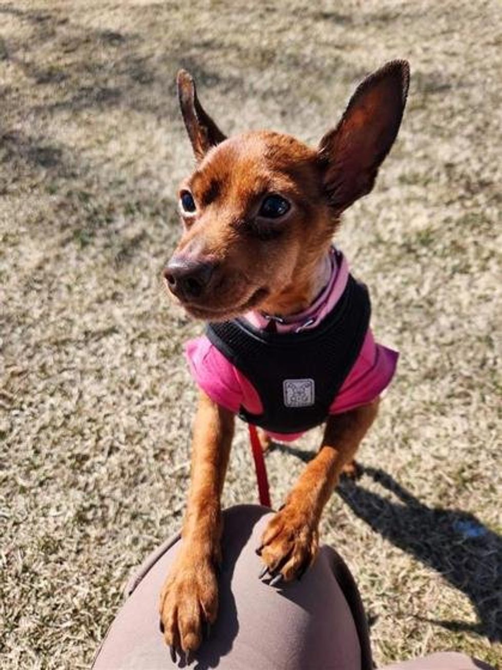 A mixed breed dog wearing a pink and black jacket standing on top of its owners knees.