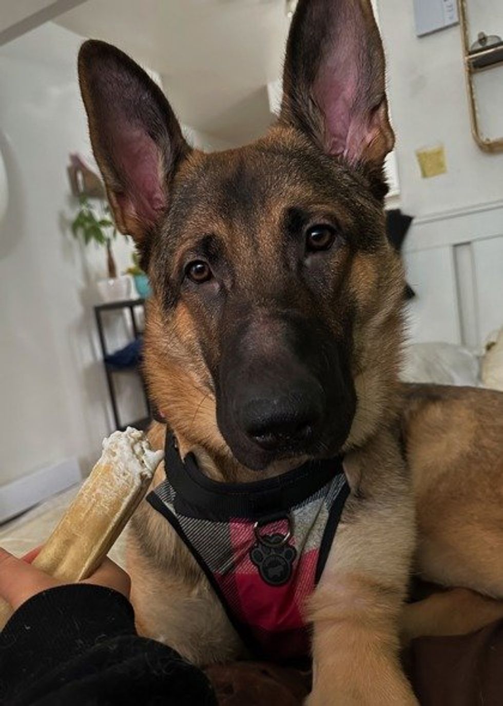 A mixed breed dog wearing a plaid collar eating a bone.