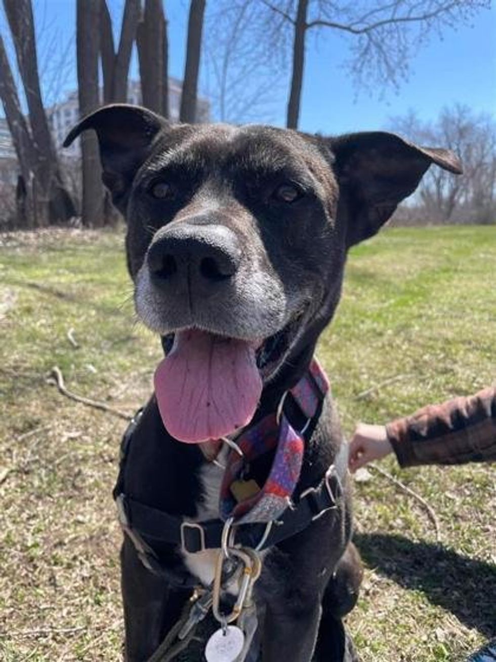 A mixed breed dog with its tongue out posing for a photo outside.