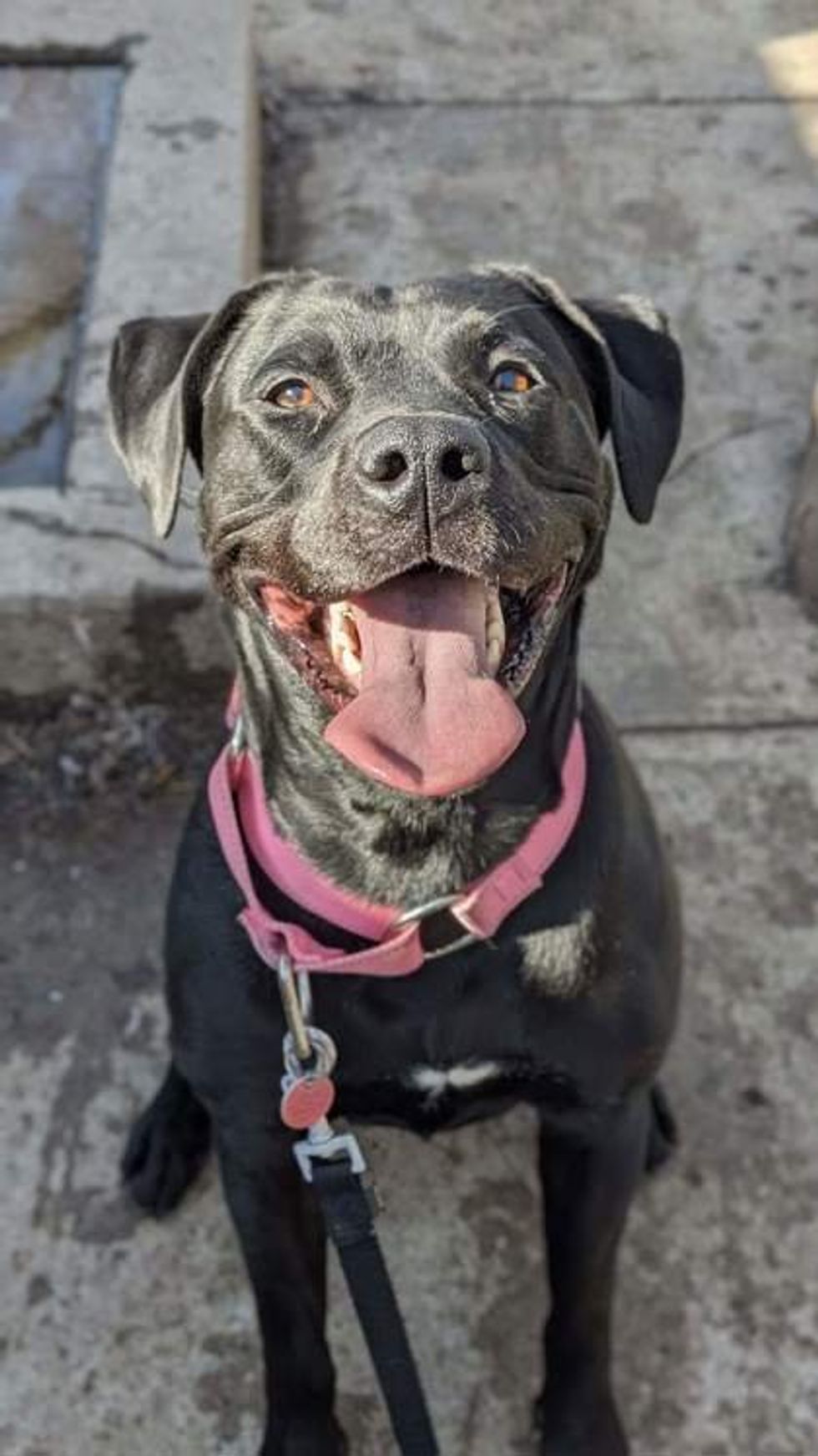 A mixed breed dog with its tongue out wearing a pink collar.