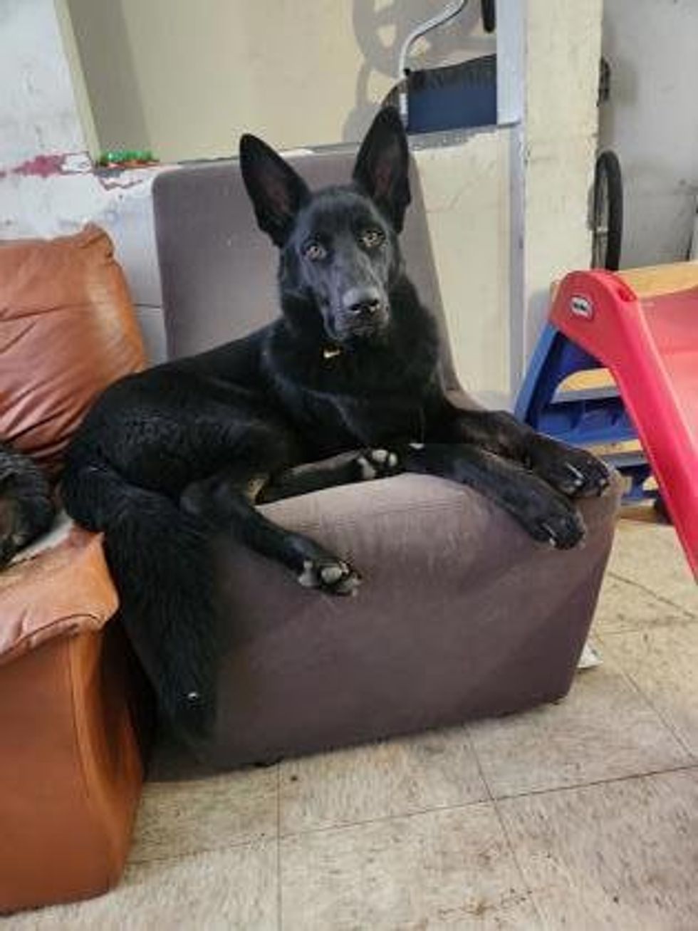 A mixed breed puppy sitting on a sofa with its ears pinned up.