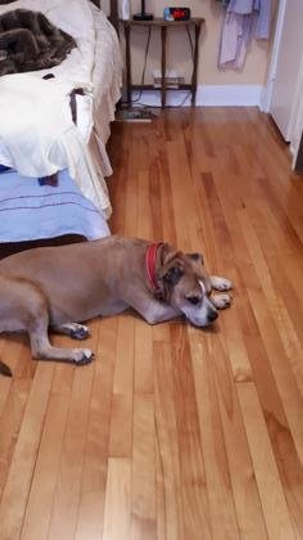 A mixed dog laying down on hardwood floors wearing a red collar.