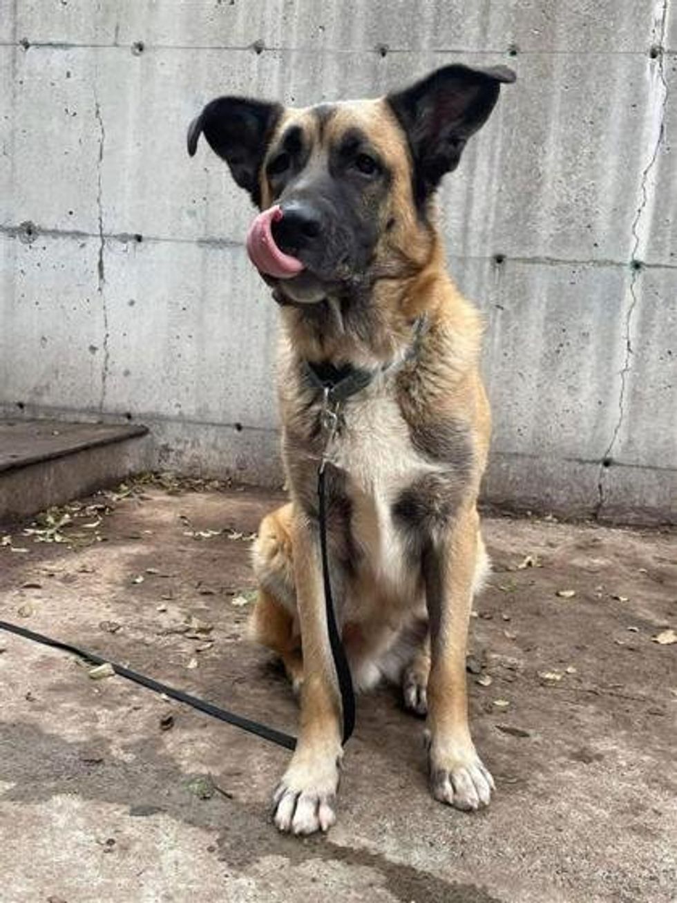 A mixed dog posing for a photo wearing a black leash while licking his snout.