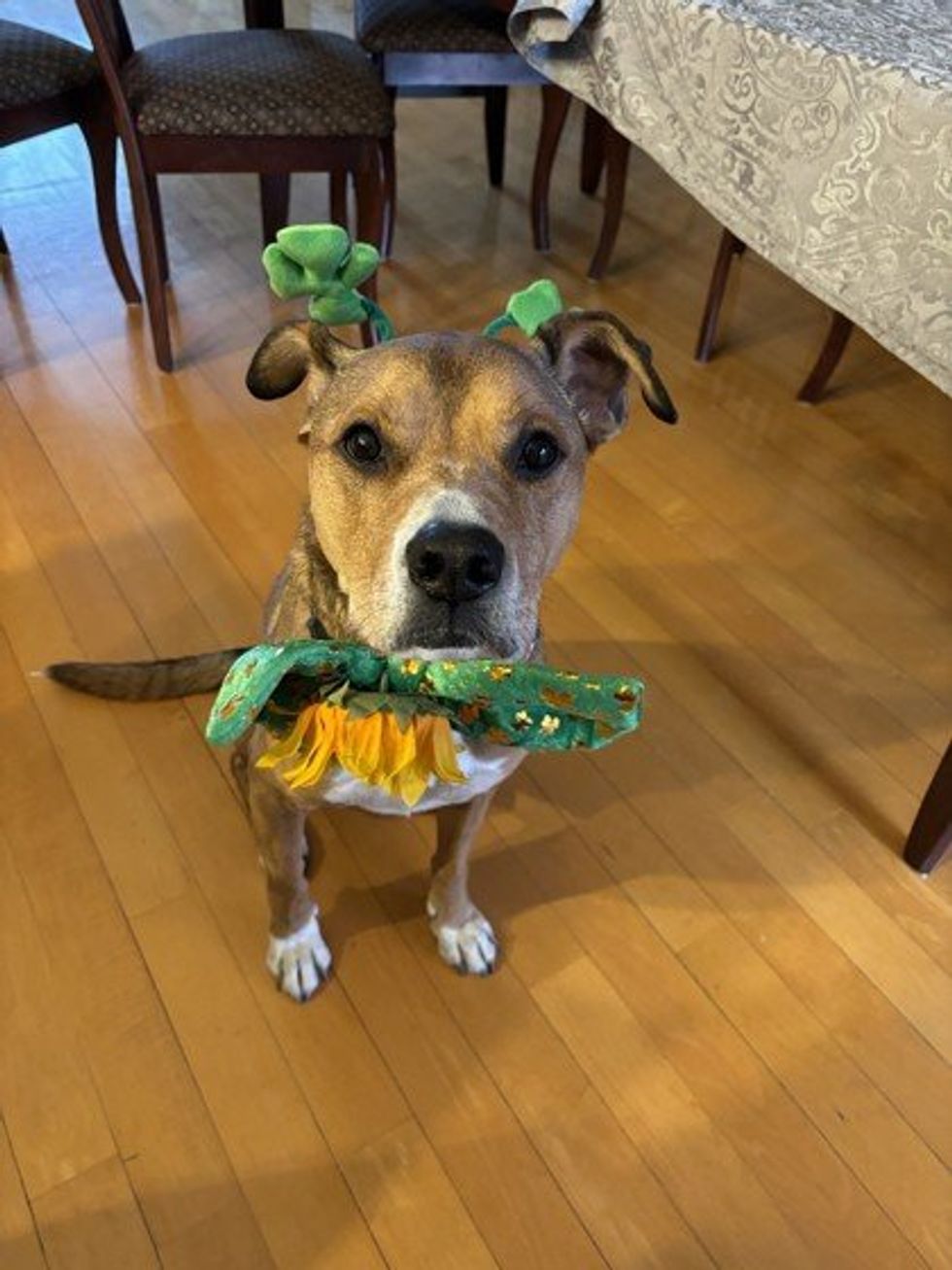 A mixed dog wearing a St Patrick's Day costume.