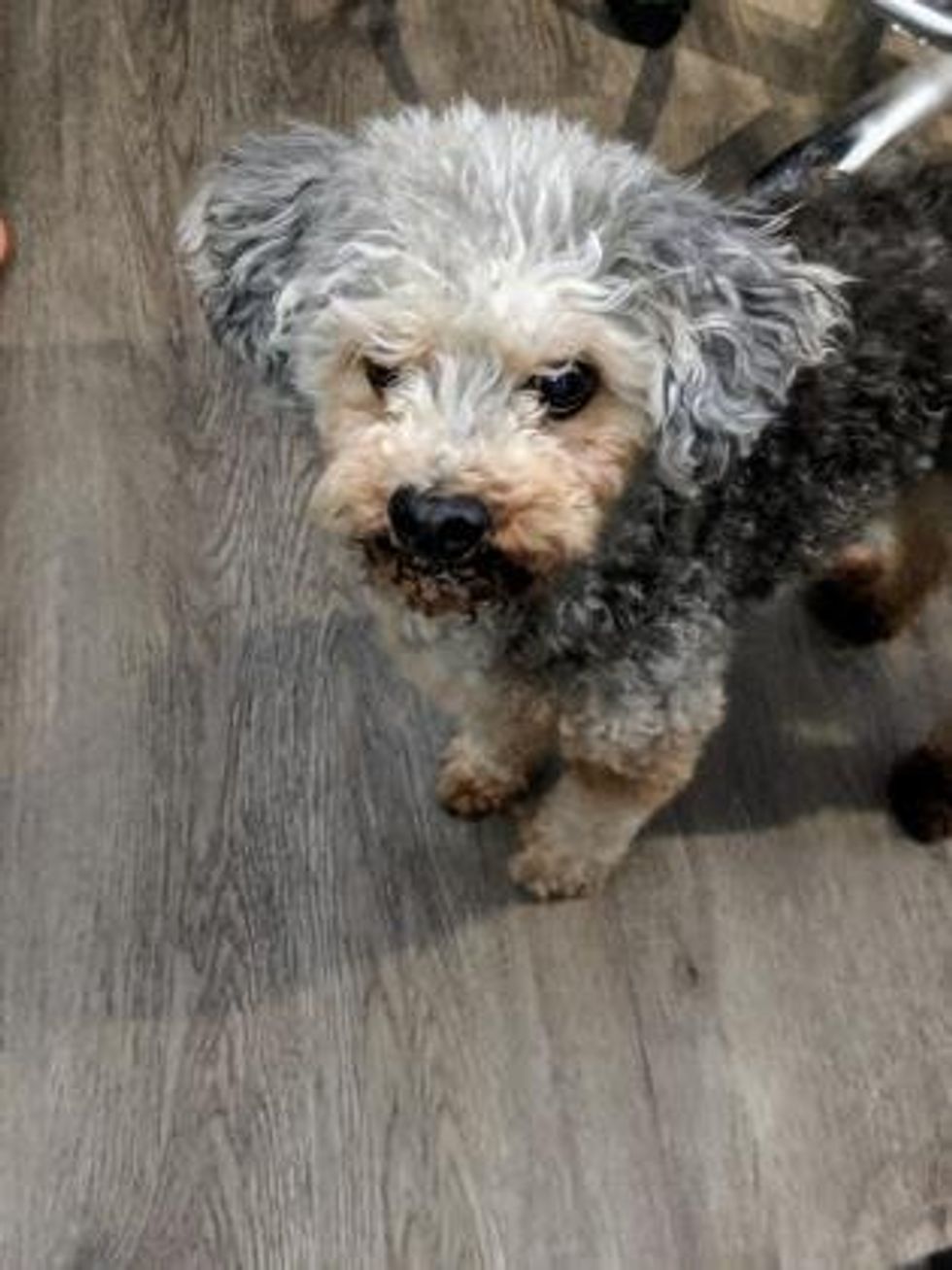 A mixed grey, black and brown dog posing for a photo.