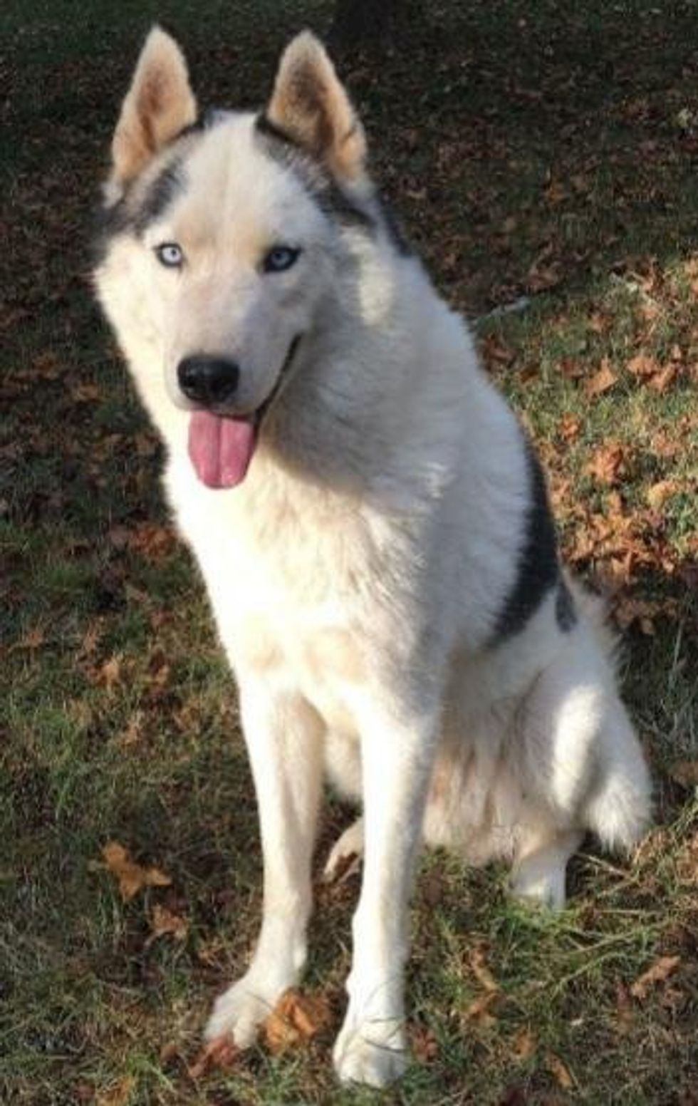 A mixed white, grey and brown dog posing for a photo on a grassy area.
