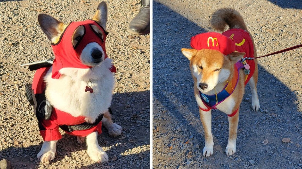 A Montreal corgi dressed as Deadpool. Right: A Shiba Inu in a McDonald's uniform.
