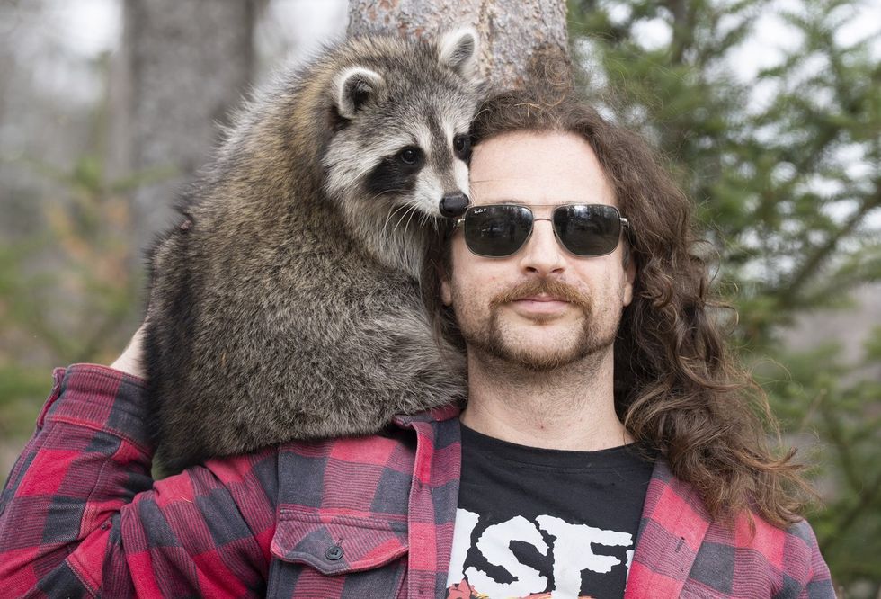 A Montreal man and his raccoon are on the run