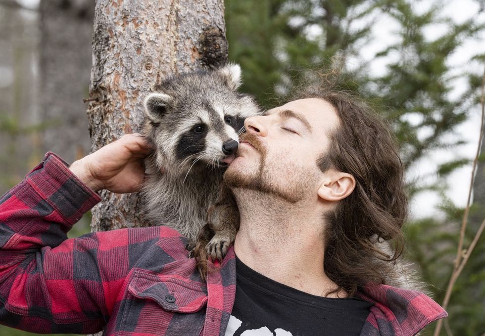 A Montreal man and his raccoon are on the run