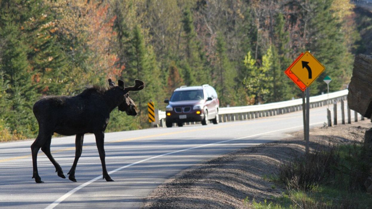 A moose crosses a road in front of a car in Ontario.