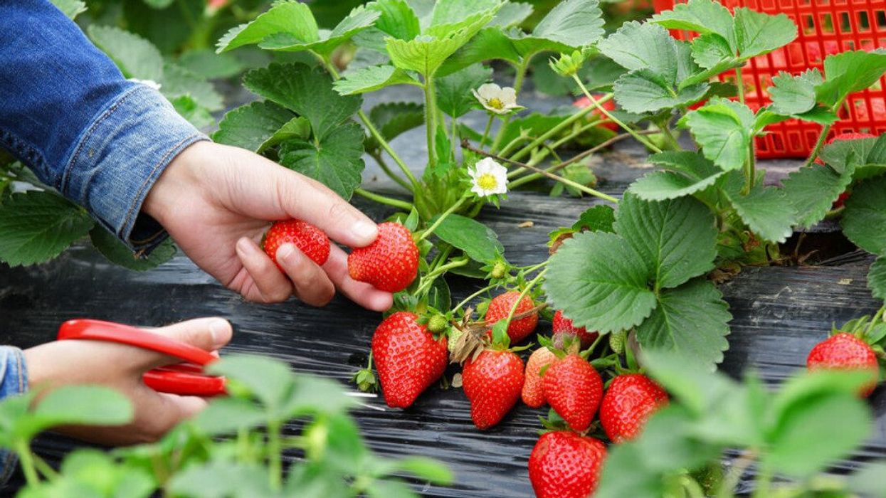 A person picking strawberries.