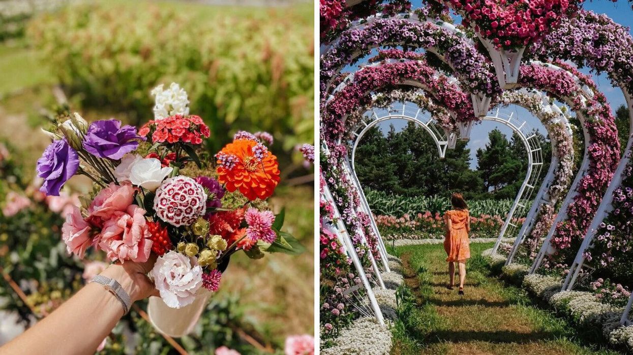 A person picks a bouquet of flowers. Right: A person walks through a flower field near Montreal.