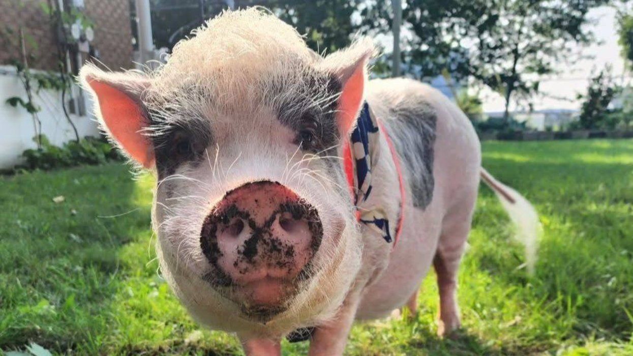 A pet pig walking on grass in a backyward.