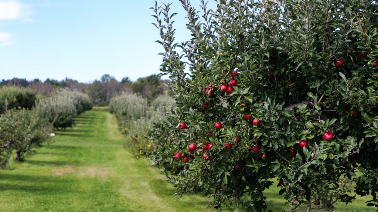Orchard Rows 8 Apple Picking Orchards Near Montreal To Visit This Fall - MTL Blog