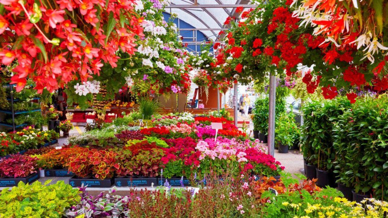 A plant stall at Montreal's Atwater Market.