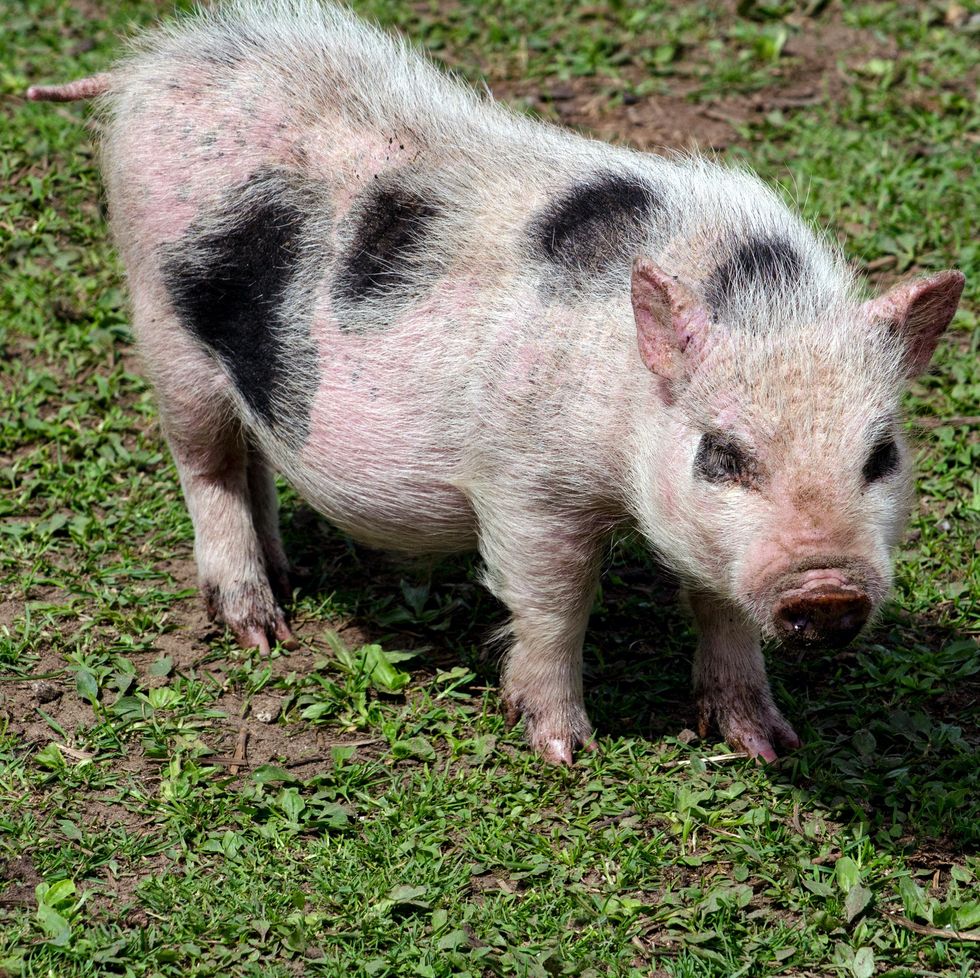 A pot bellied pig.