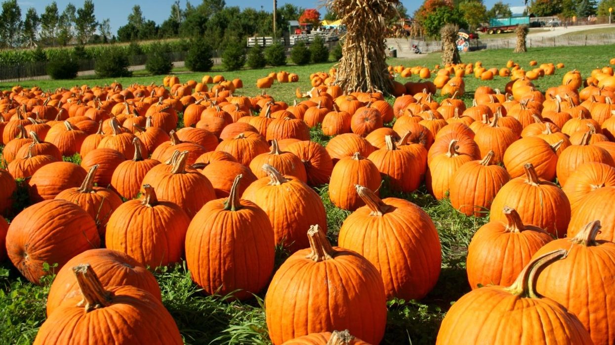 A pumpkin patch in Quebec.