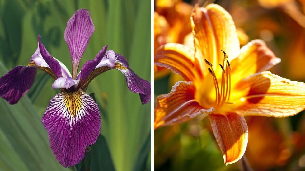 A purple iris. Right: A tiger lily.