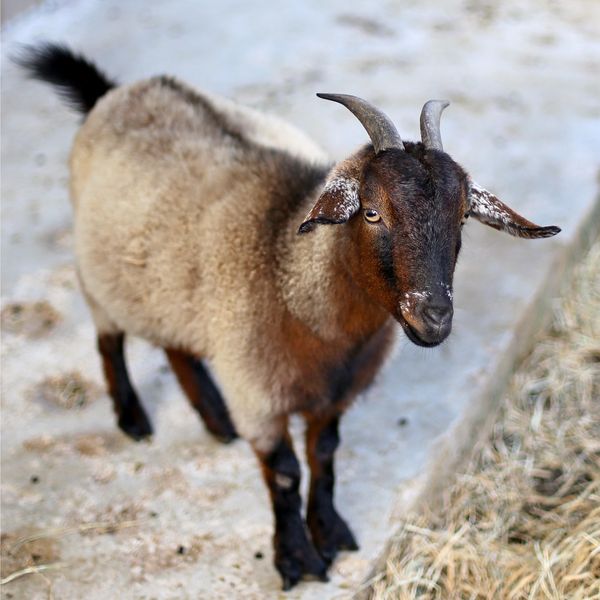 A pygmy goat.