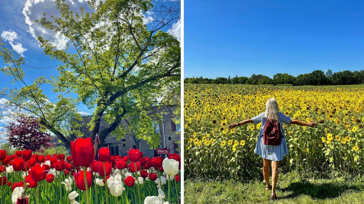 A quaint building surrounded by red and while tulips, with blue skies overhead. Right: A woman poses, surrounded by thousands of bright yellow flowers and bright skies.