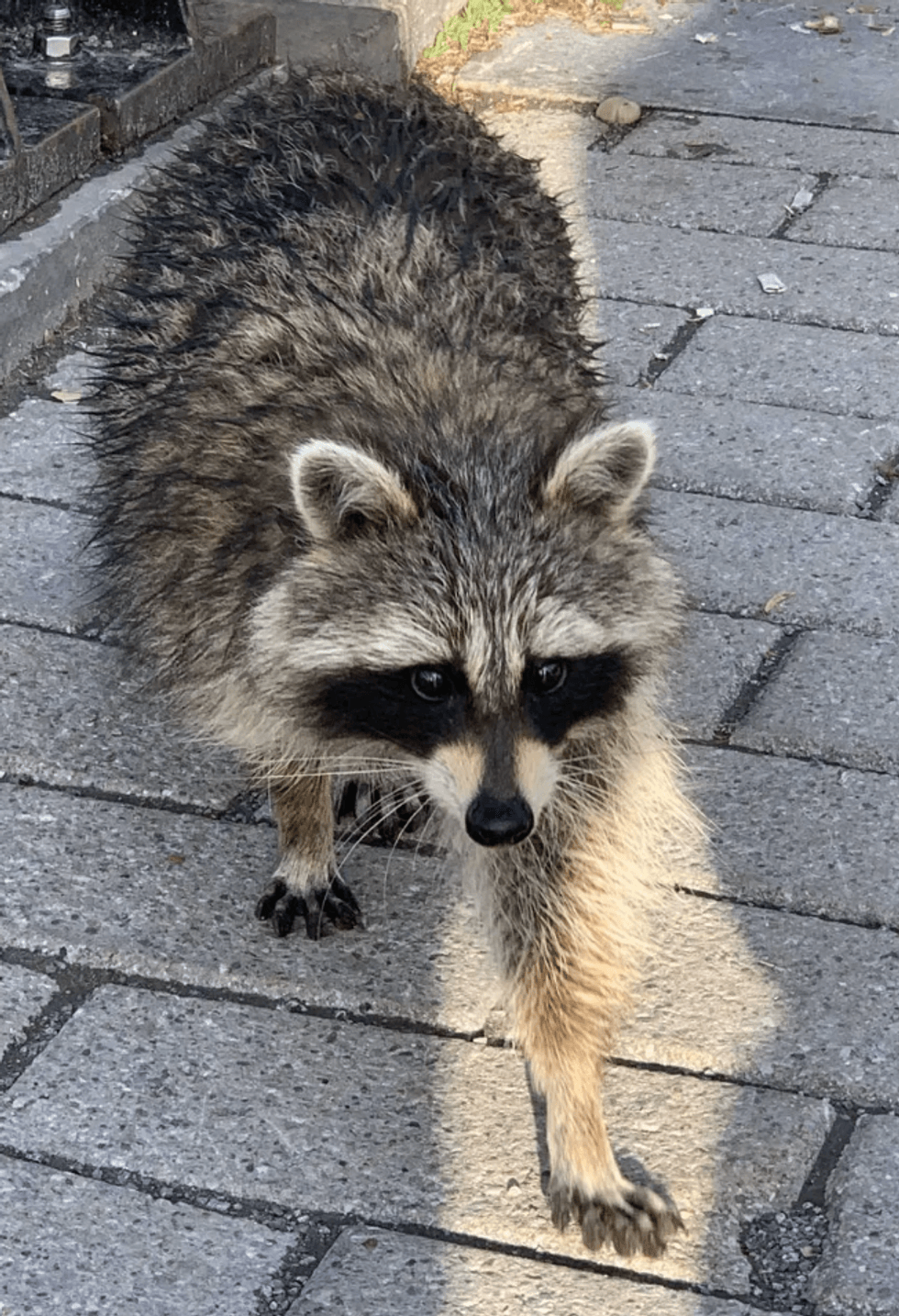 A raccoon.