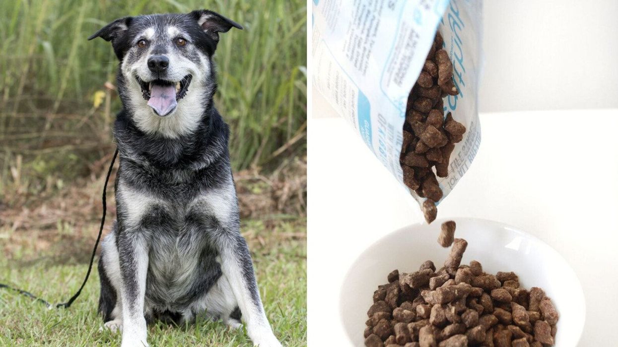 A senior dog on a leash. Right: Healthybud dog treats being poured into a bowl.