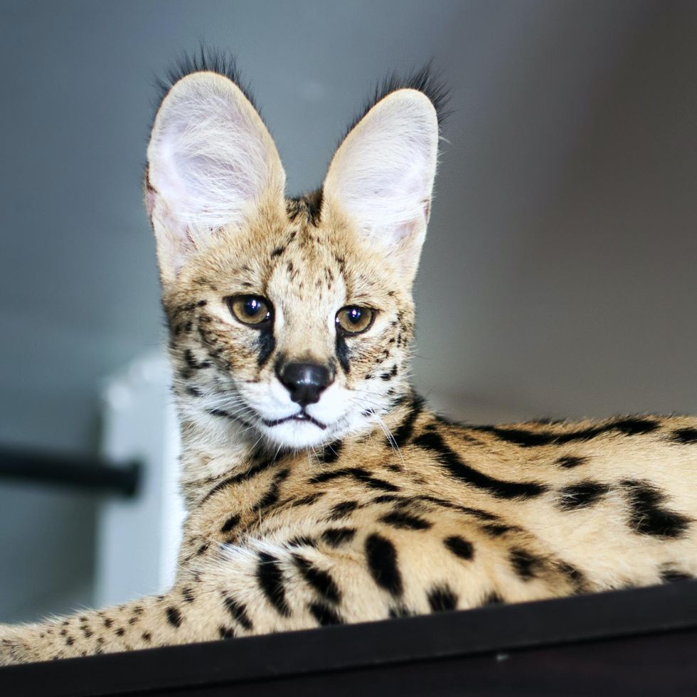 A serval.