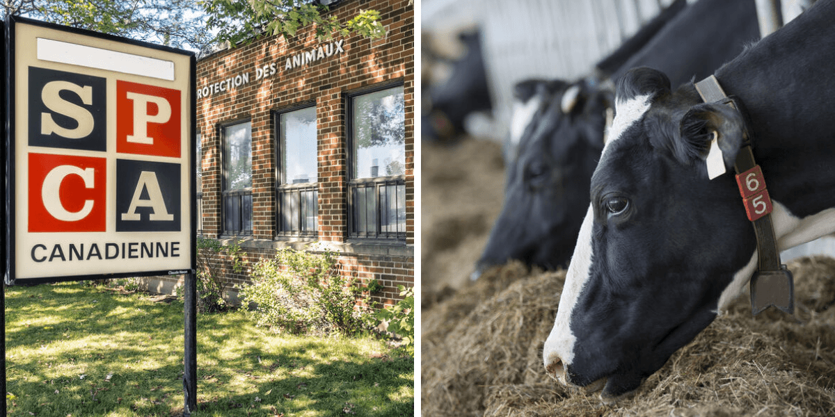 Cows Rights The SPCA Is Fighting For The Rights Of For-Food Farm Animals — Here's ...