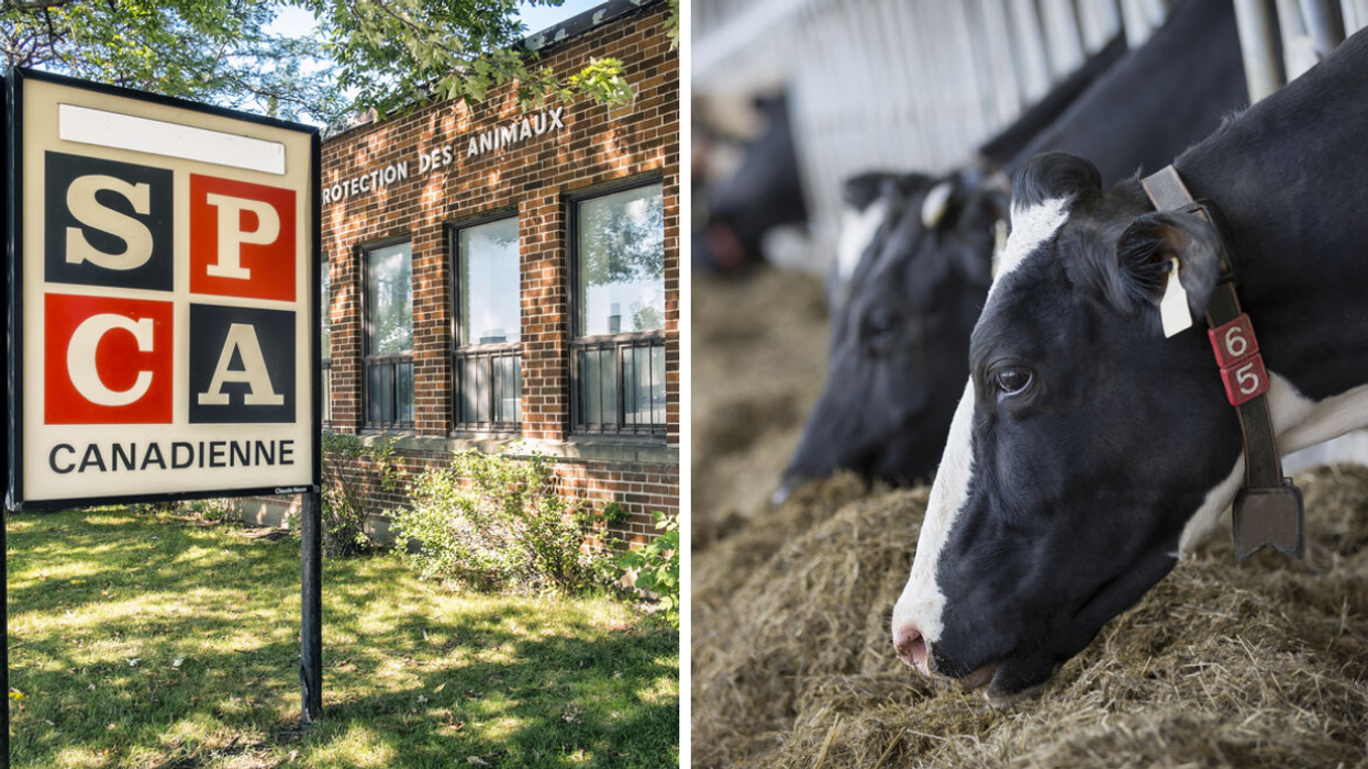 A sign outside the Montreal SPCA building. Right: Cows munch on hay at a Quebec dairy farm.