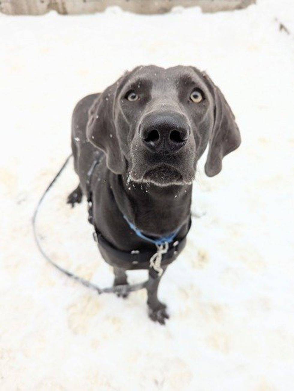 A sleek, black dog with floppy ears and striking light-colored eyes sits in the snow, outside the SPCA looking up attentively.