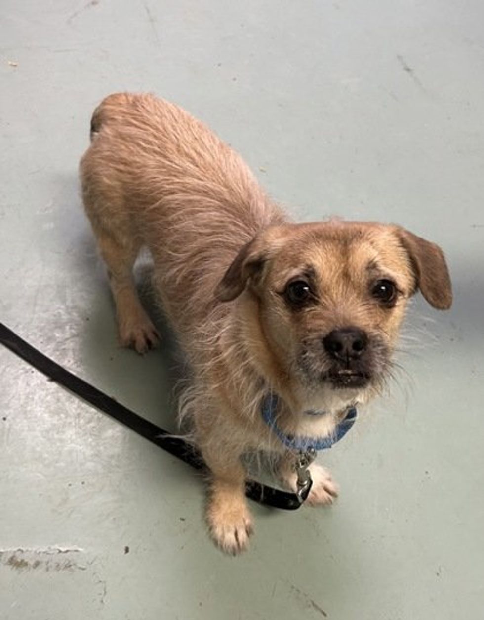 A small scruffy terrier mix available for adoption at the Montreal SPCA.