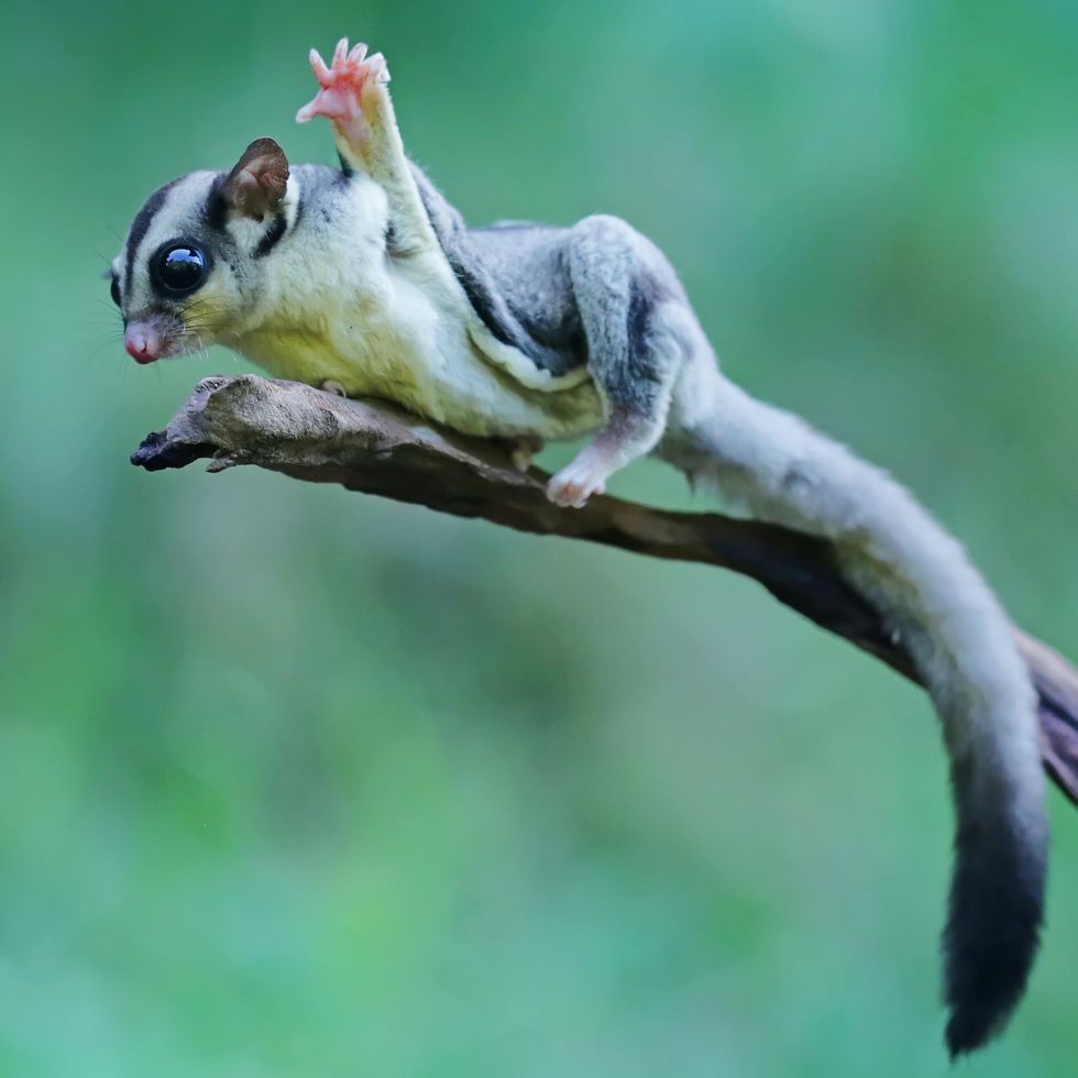 A sugar glider.