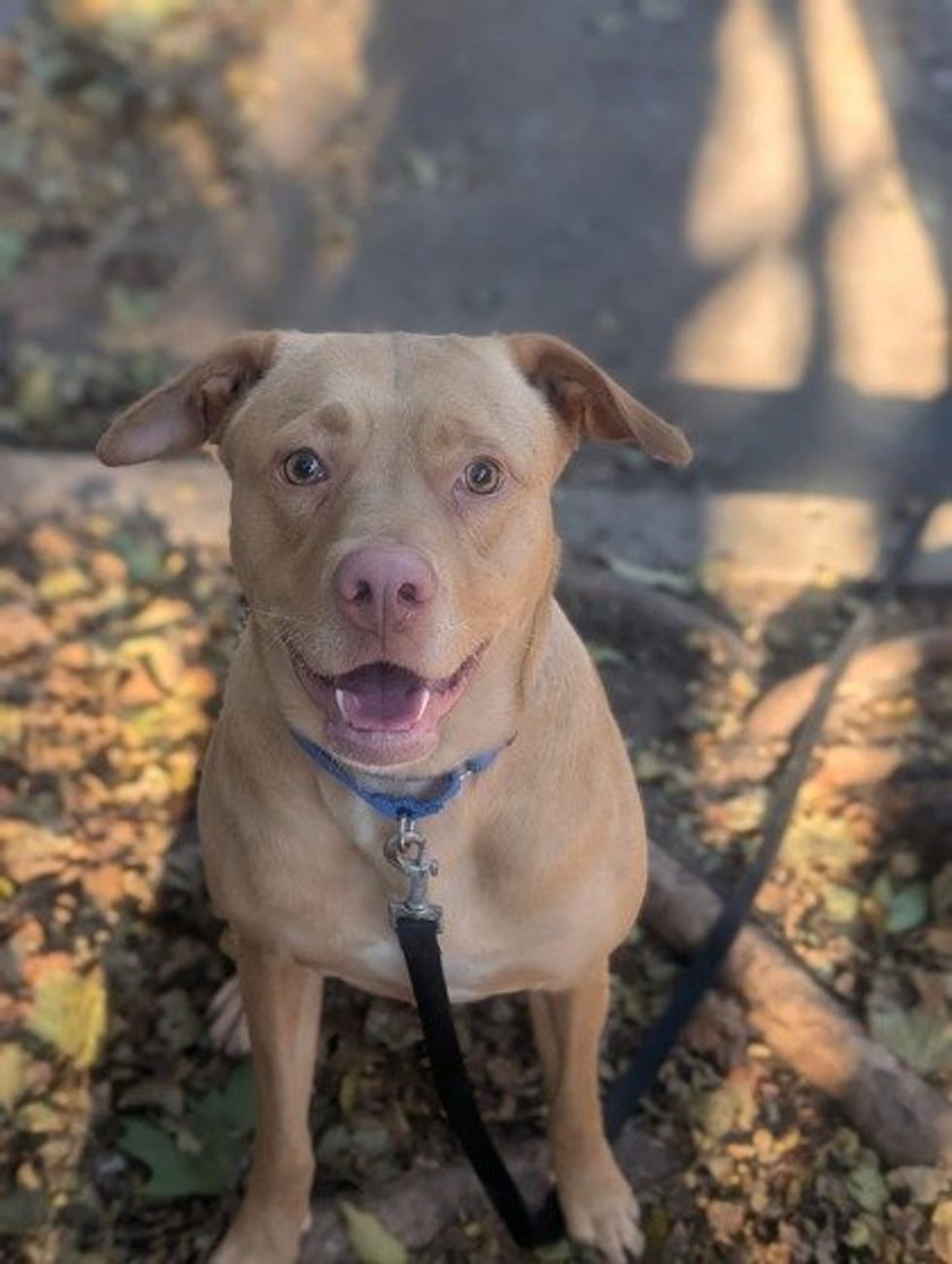 A tan-coloured dog with floppy ears and light brown eyes sits on a leash outdoors, surrounded by fallen leaves.