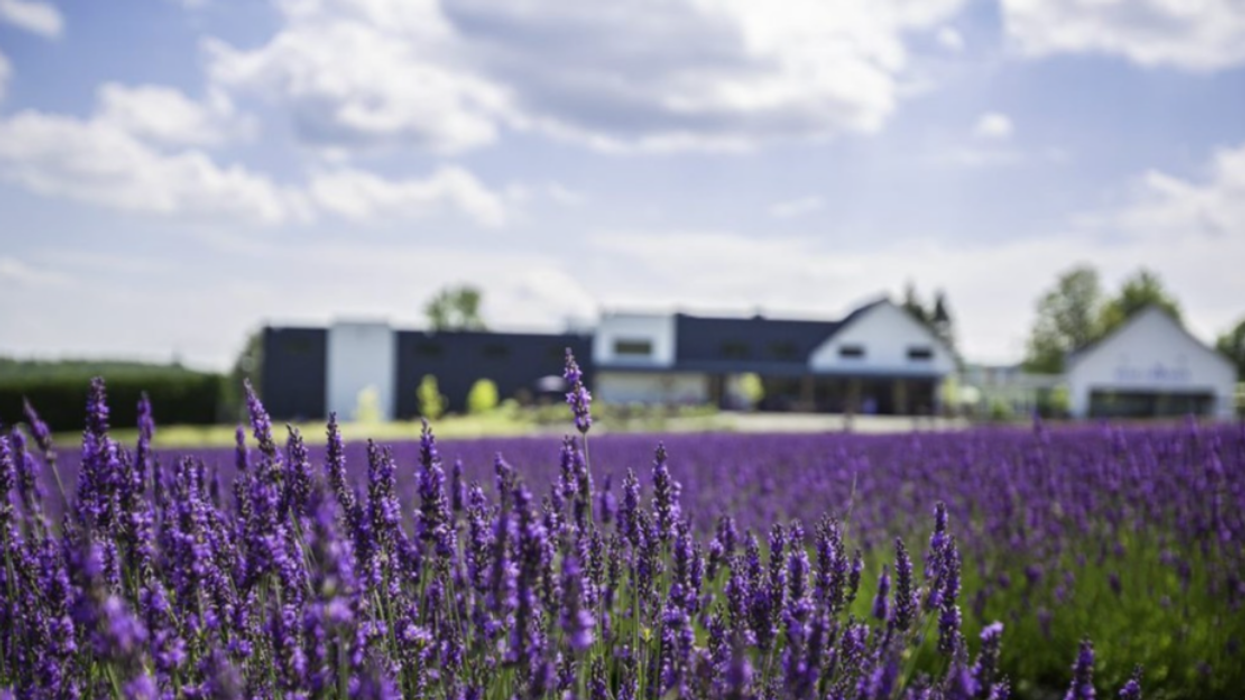 A view of the boutique and lavender fields at Bleu Lavande.