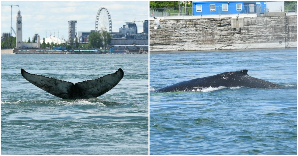 A Whale Was Spotted Near Montreal On Saturday (PHOTOS & VIDEO)