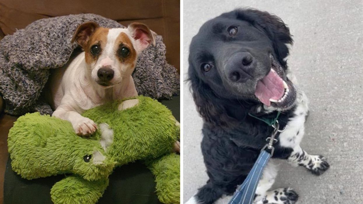 A white and brown dog sitting underneath a grey blanket while playing with a green stuffed animal. Right: A white and black dog looking up for a photo with its tongue out wearing a blue leash.