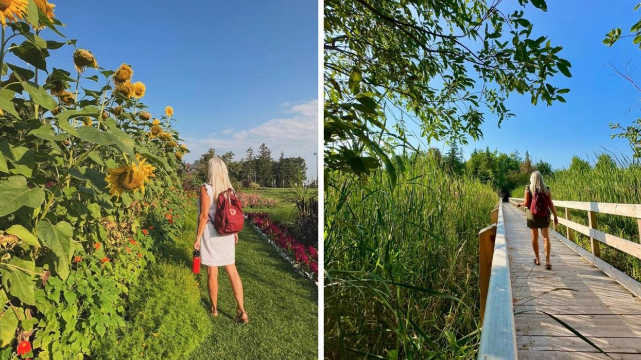 A woman walks through a sunflower garden in Ottawa. Right: A woman strolls along a boardwalk trail surrounded by lush greenery in Ottawa.