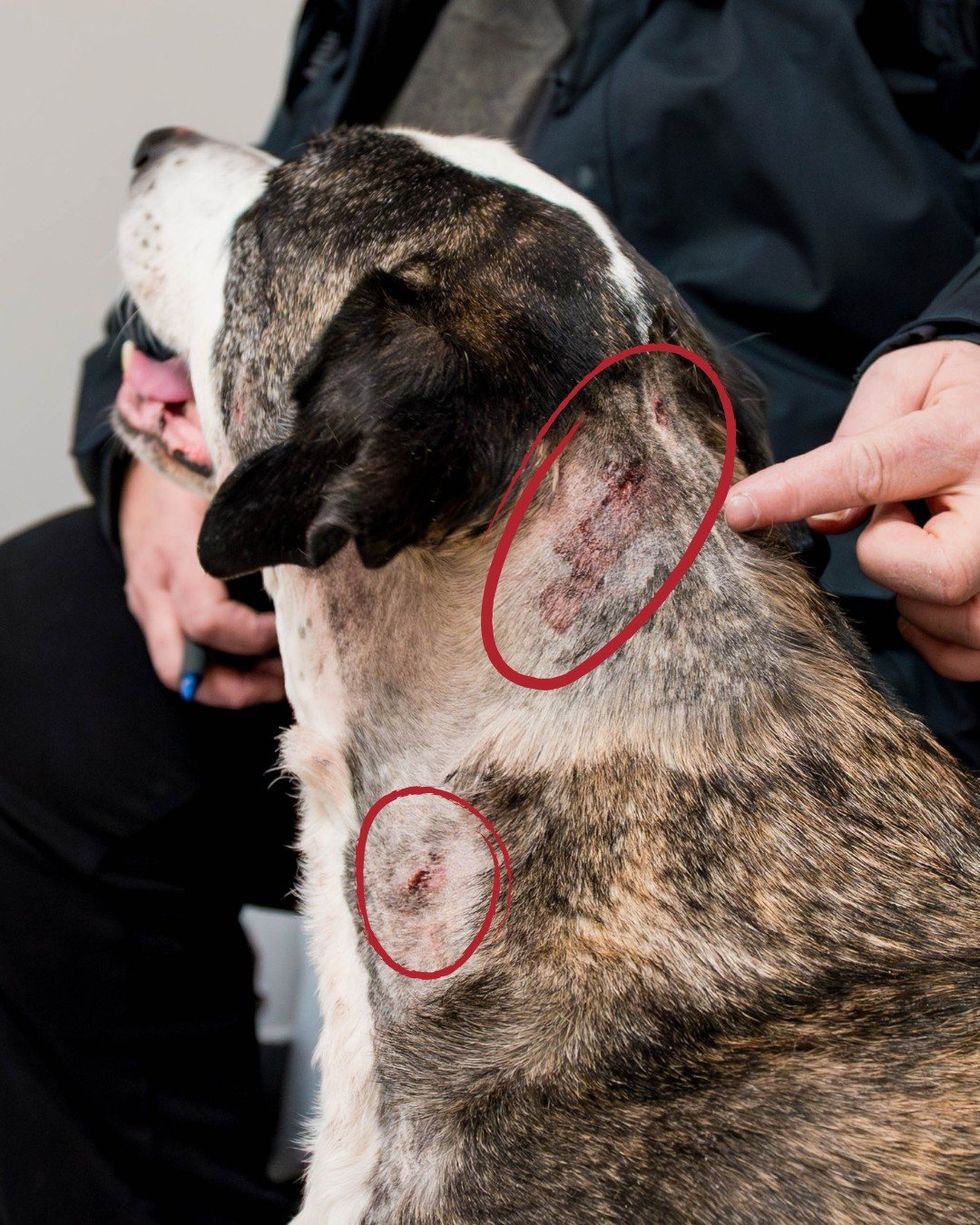 A wounded dog rescued by the Montreal SPCA.