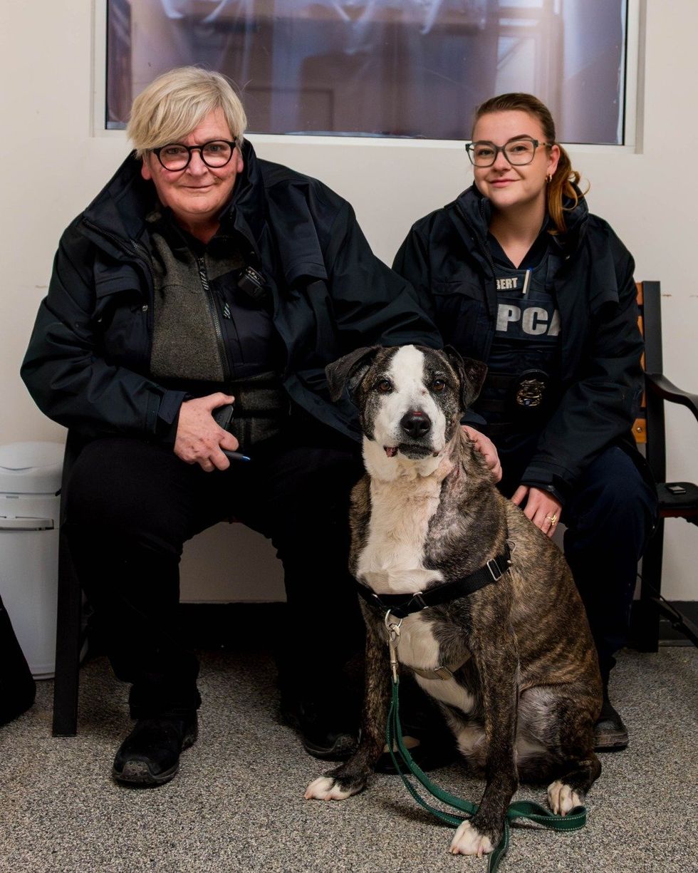 A wounded dog rescued by the Montreal SPCA.