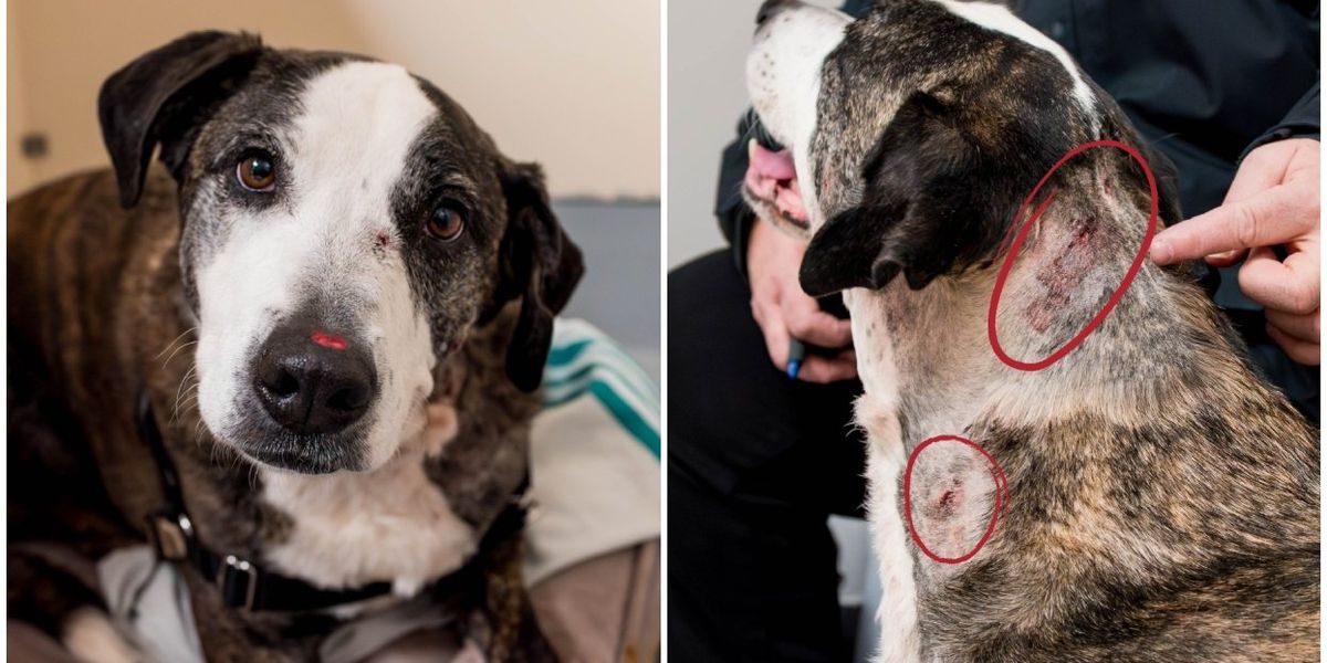 A ‘miracle’ dog has been saved by the Montreal SPCA after being shot & left for dead A ‘miracle’ dog has been saved by the Montreal SPCA after being shot & left for dead