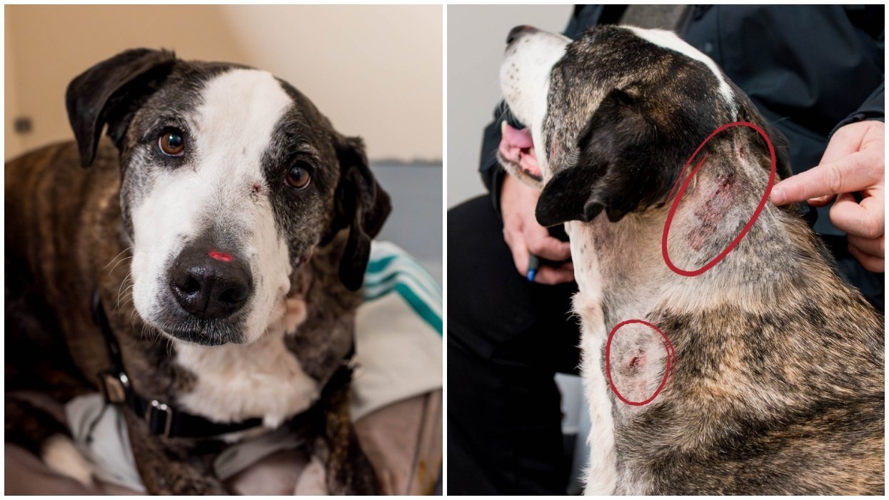A wounded dog rescued by the Montreal SPCA.