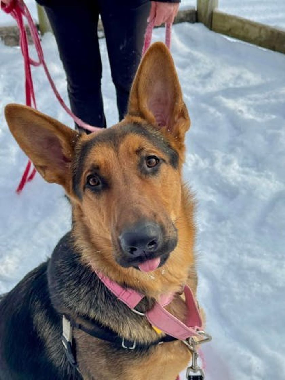 A young German Shepherd with large, pointed ears and a black-and-tan coat sits in the snow, looking up with a curious expression.