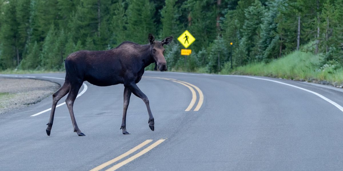 Hitting an animal while driving in Quebec comes with a rule that could cost you 0 Hitting an animal while driving in Quebec comes with a rule that could cost you 0