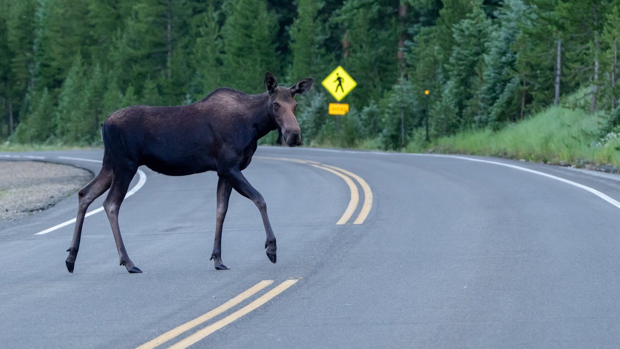 Adult Moose Crosses Road With Pedestrian Crossing Sign In The Distance in Rocky Mountain National Park.