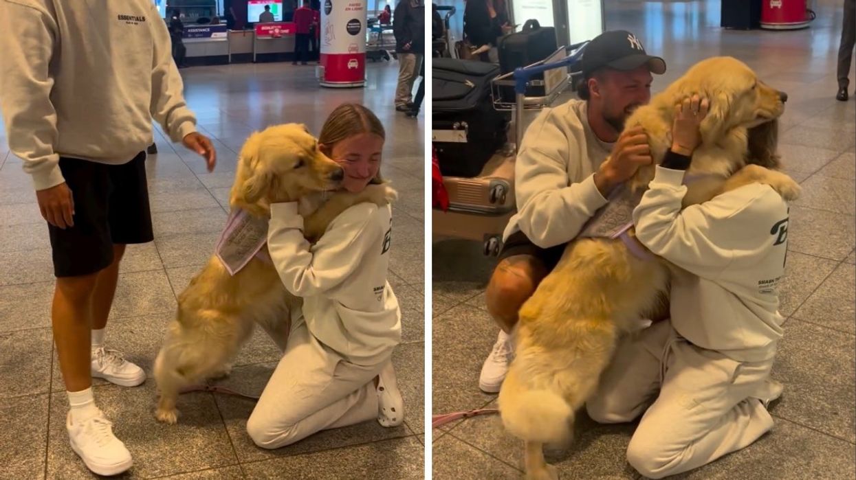 Alicia Moffet and Frederic Robichaud at the Montreal airport reuniting with their golden retriever.