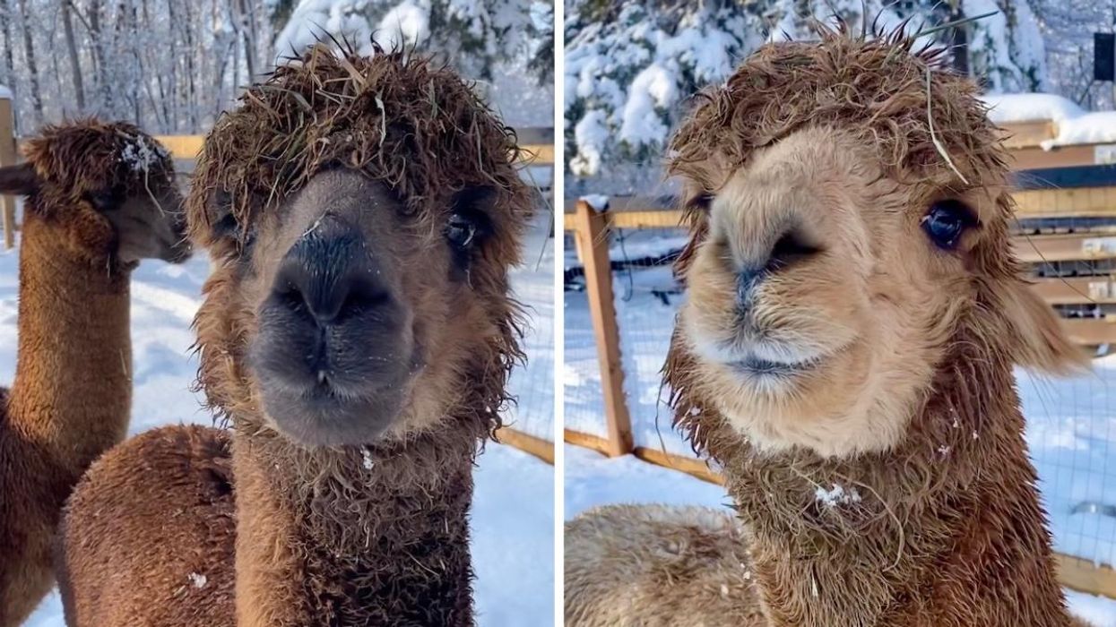 Alpacas at the Aventure-Mille-Îles park in Laval.