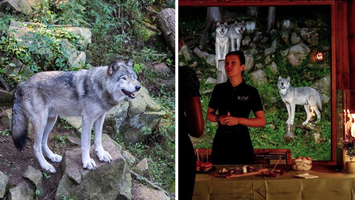 An Artic wolf. Right: A Parc Omega employee at the cocktail reception in the wolf observatory.