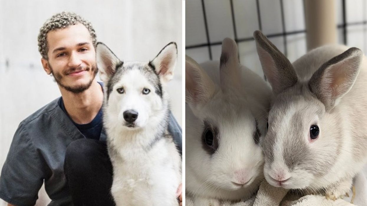 An SPCA worker posing with a dog up. Right: Two bunnies up for adoption at the Montreal SPCA.