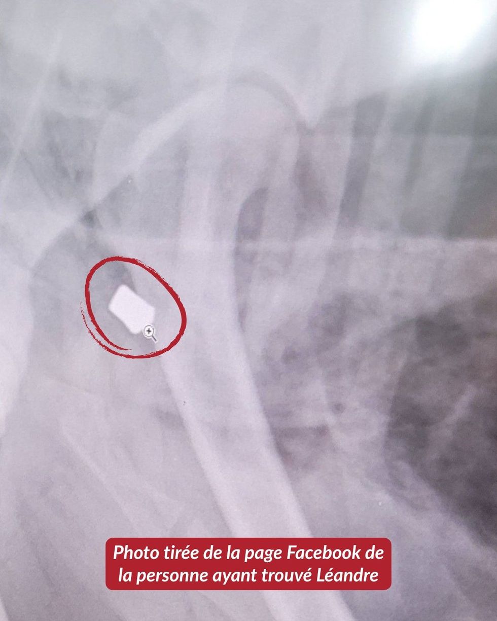 An X-ray of a dog that was shot.